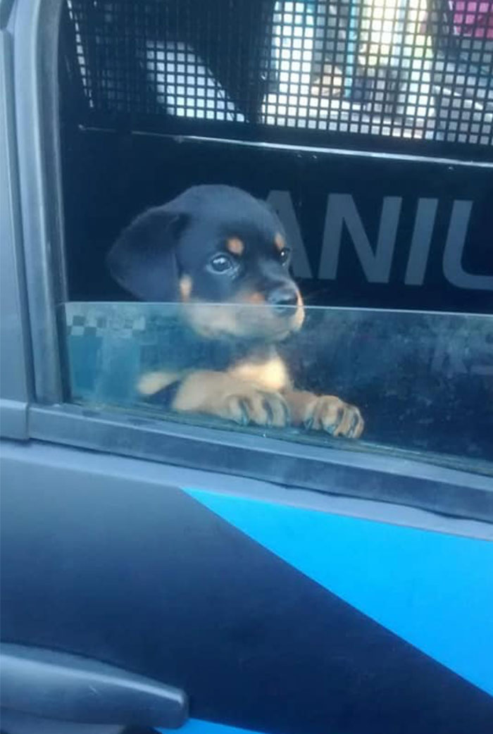 Please Welcome The New Police Officer In Town