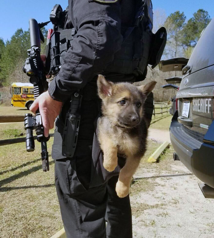 It's A SWAT Pupper