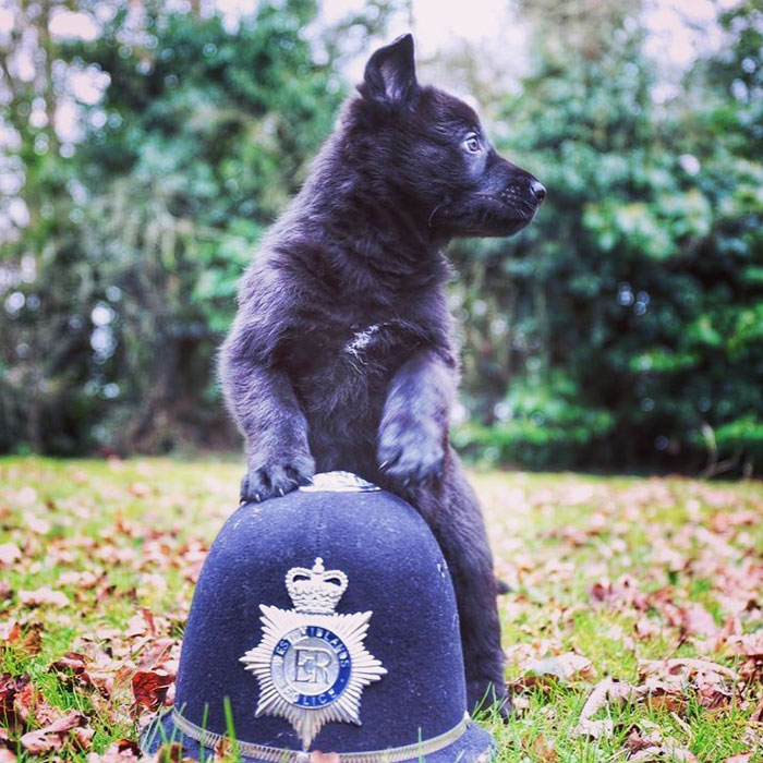 I Want To Be A Police Dog When I Grow Up