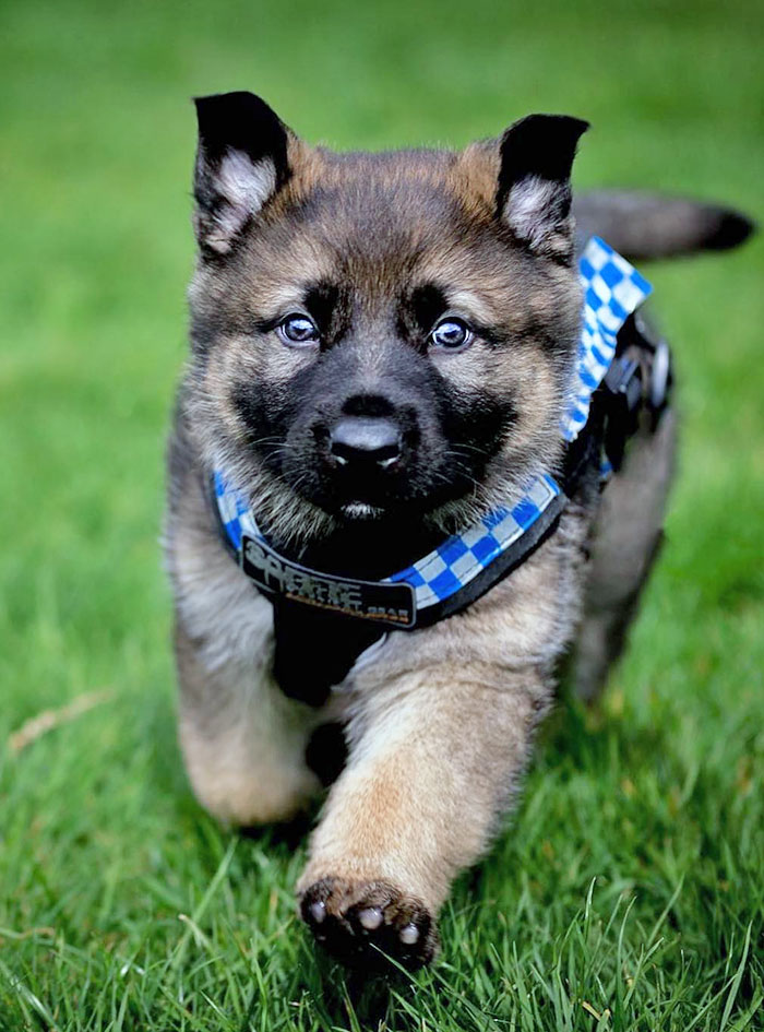 Ready For My Long Weekend Pawtrol Duties