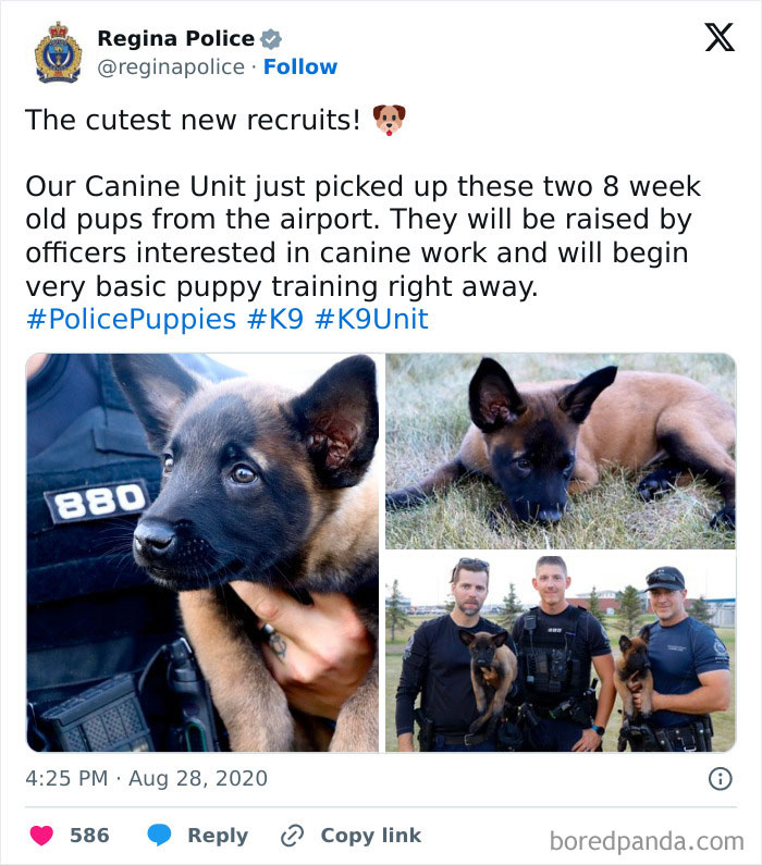 K9 New Recruits