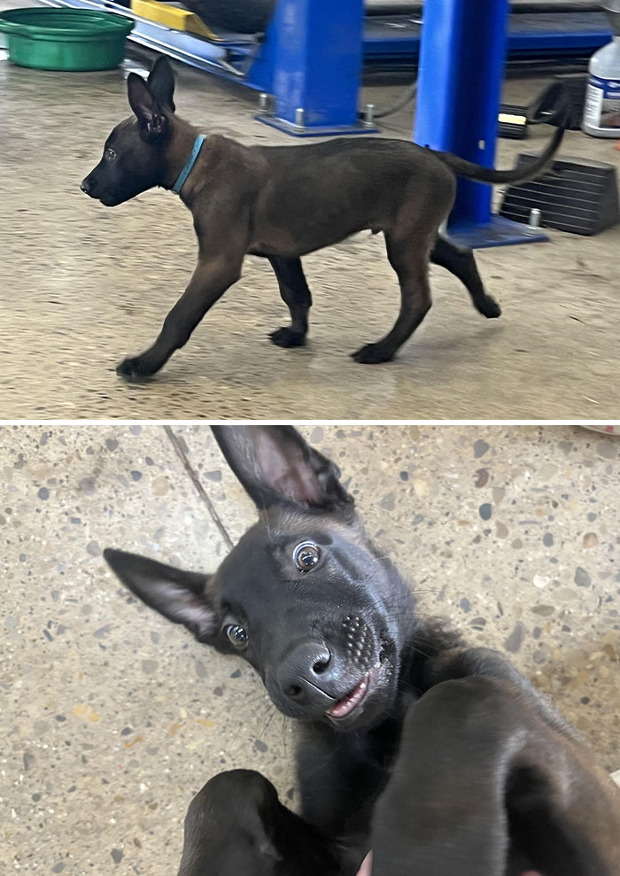 A Puppy At The Car Garage My Car Was At Yesterday. He’s A Future Police Dog. He’ll Be Going To Biting Class Soon, Then To Police Dog School Next Year. This Little Guy Was Precious