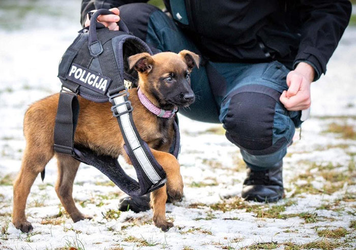 A New Colleague, Ella