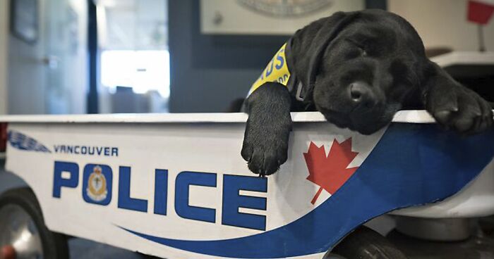 50 Adorable Puppies Training To Be Police Officers