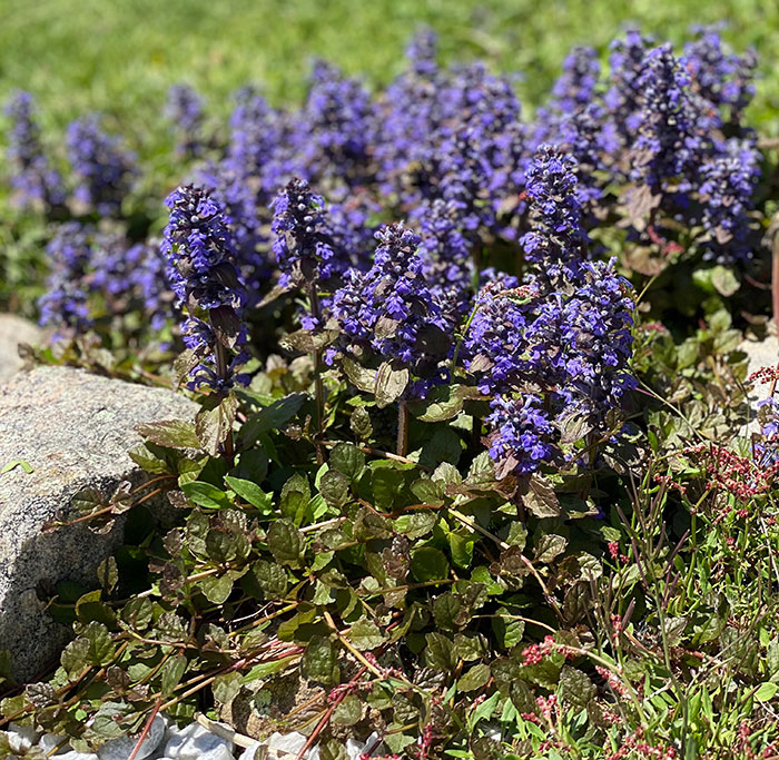 ajuga plant growing in a sunny spot ajuga plant growing in a sunny spot