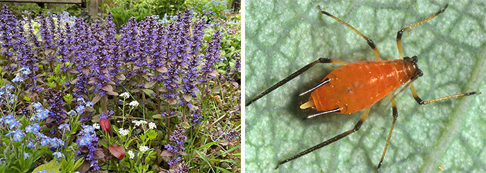 Multiple ajuga purple flowers and Orange aphid pest Multiple ajuga purple flowers and Orange aphid pest