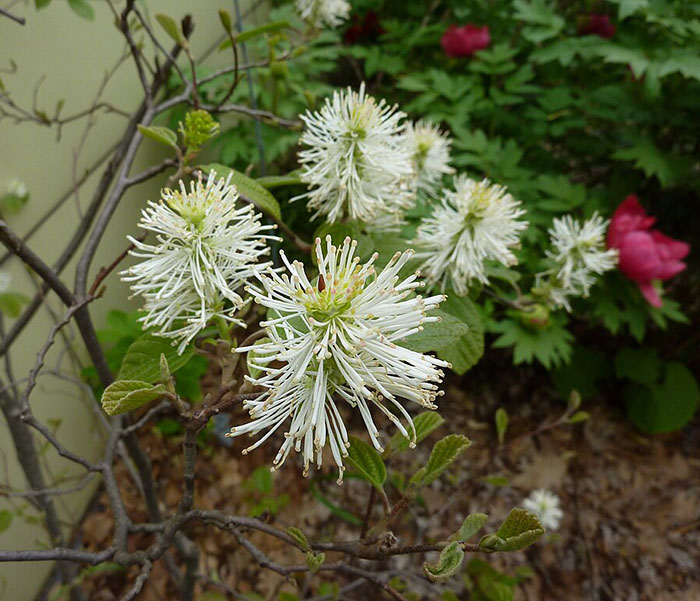 Couple flower blossoms of Fothergilla flower Couple flower blossoms of Fothergilla flower