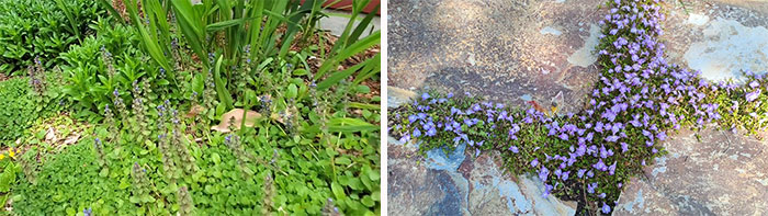 Ajuga flowers taking over the garden and ajuga growing neatly on the edges of a garden bed Ajuga flowers taking over the garden and ajuga growing neatly on the edges of a garden bed