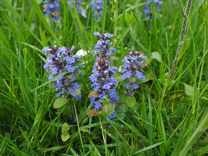 Couple of ajuga genevensis flowers in a field Couple of ajuga genevensis flowers in a field