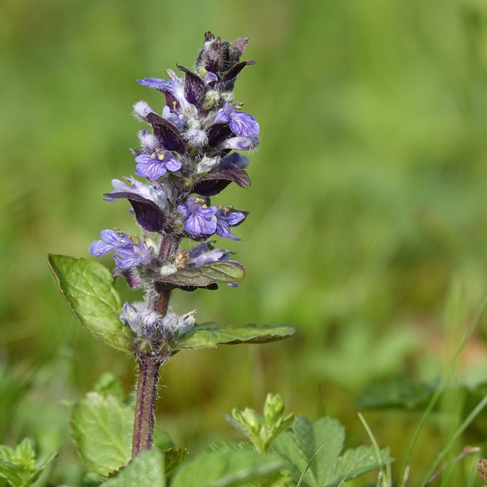 Small purple flower growing in a rock formation Small purple flower growing in a rock formation