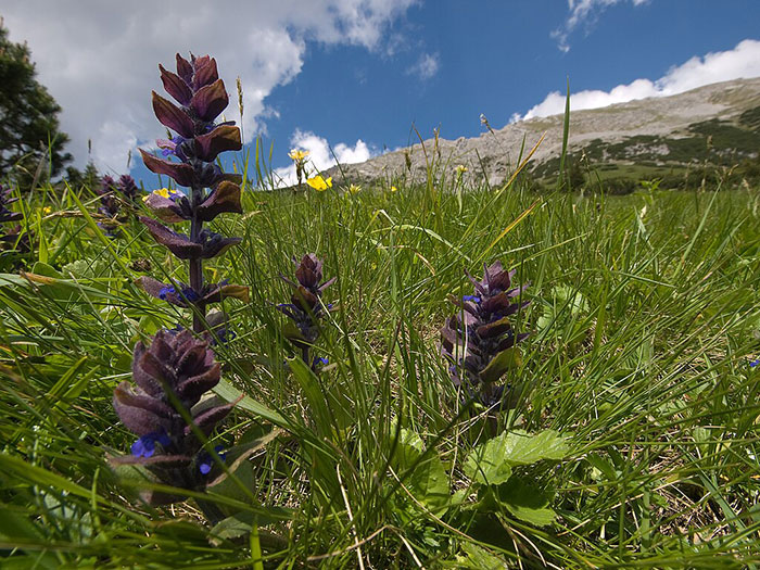 Ajuga pyramidalis and a mountain behind them Ajuga pyramidalis and a mountain behind them