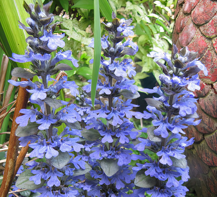 ajuga turkestanica flower ajuga turkestanica flower