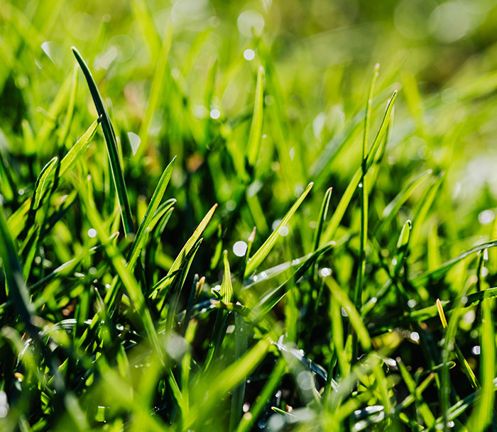 Green spring grass growing Green spring grass growing