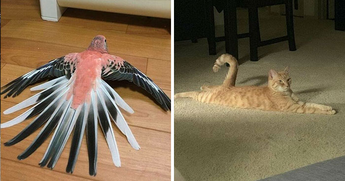 50 Times Animals Went ‘Sploot’ And People Went ‘Aww’, As Shared In This Community