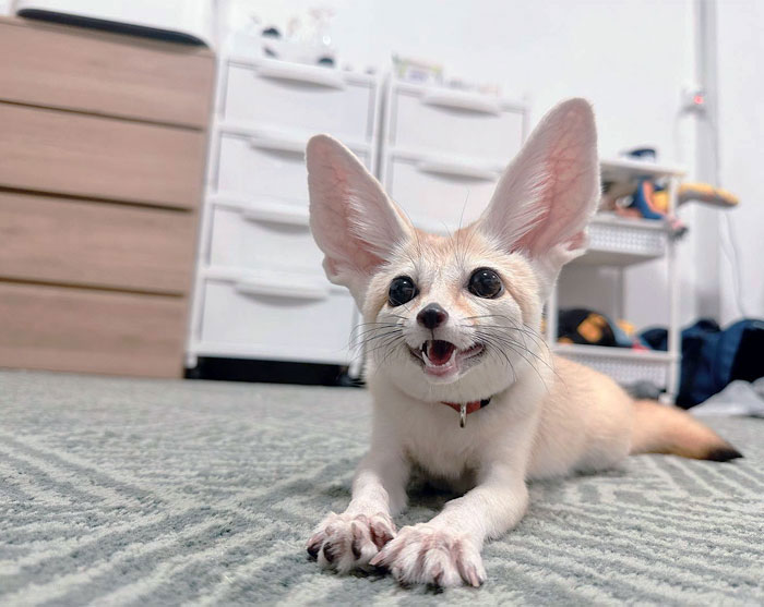 Fennec fox lying on carpet indoors showing its enormous ears, a unique animal known for large ears.