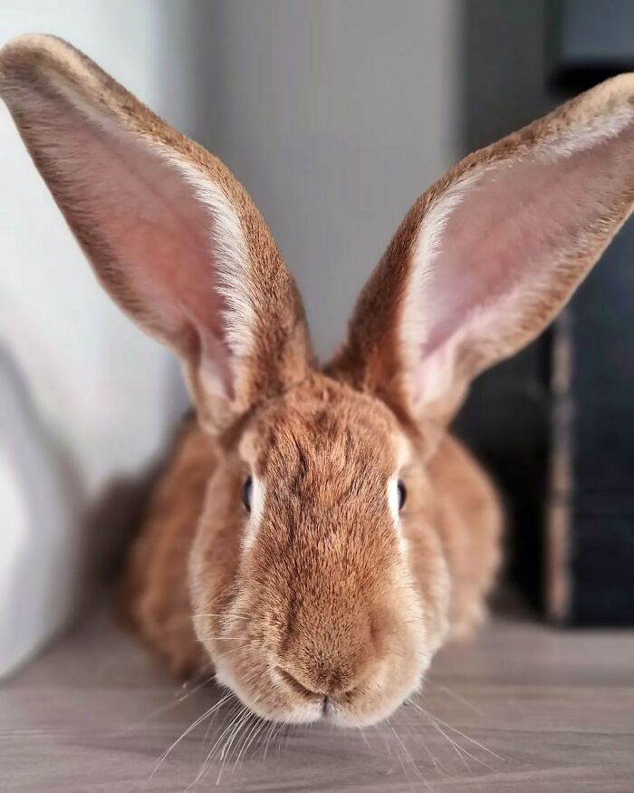 Close-up of a brown rabbit with enormous ears prominently displayed, showcasing animals gifted with enormous ears.