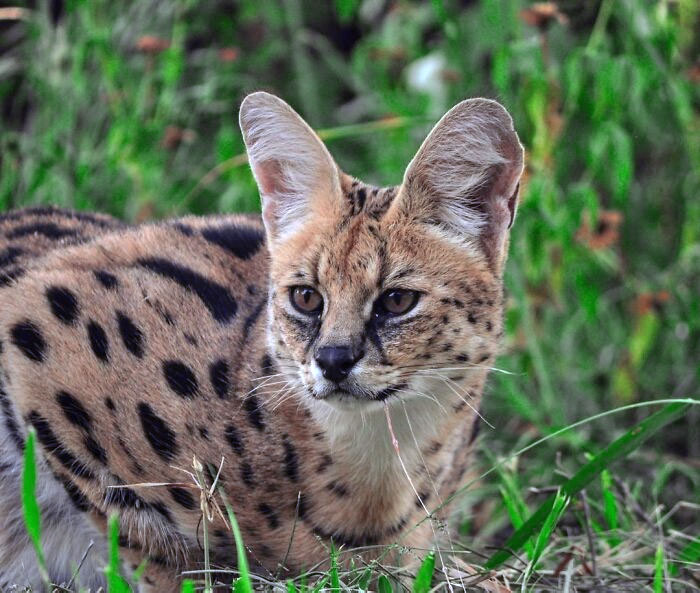 Serval cat with enormous ears and spotted fur sitting in green grass, showcasing animals gifted with large ears.