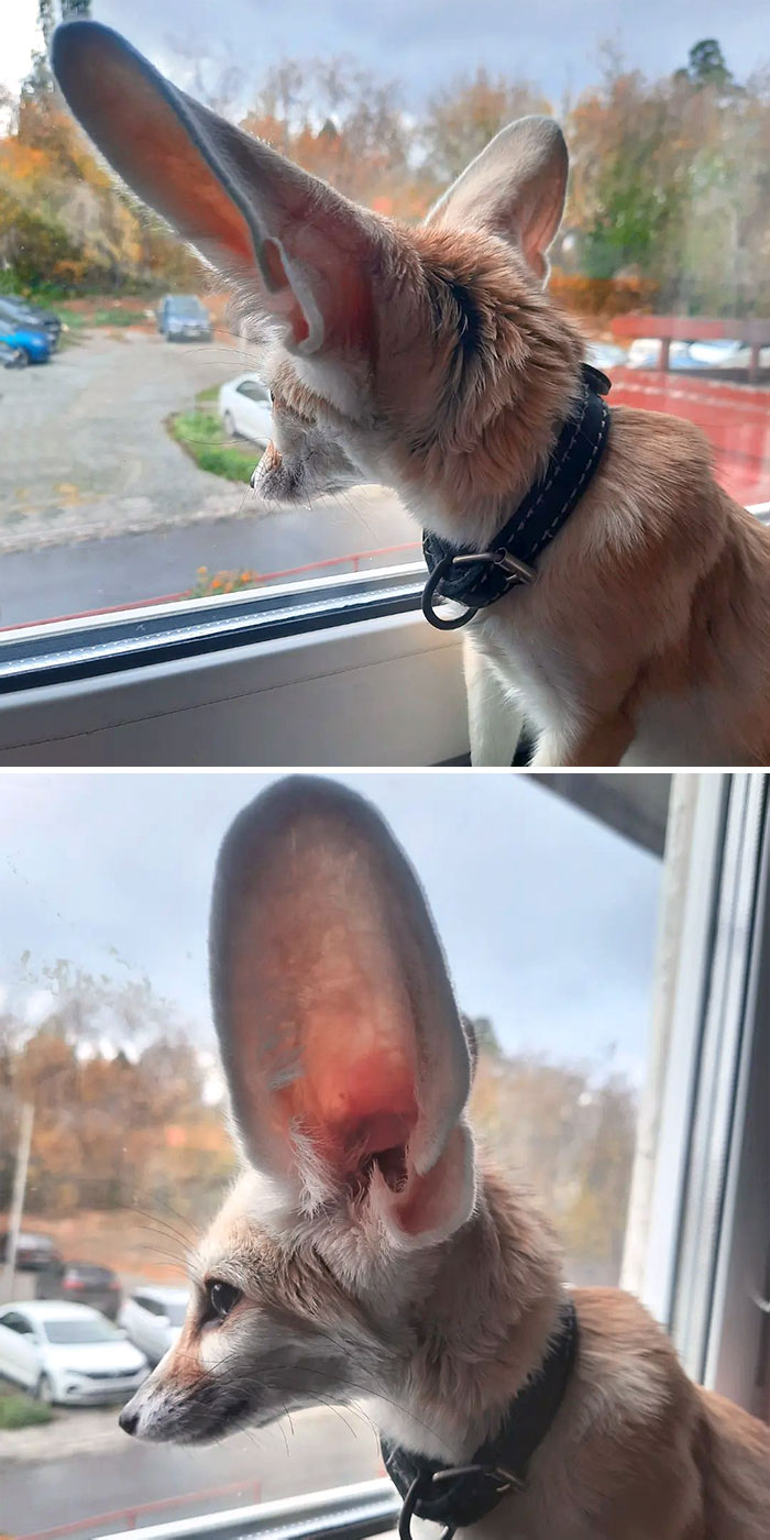 Fennec fox with enormous ears wearing a collar, looking out a window on a cloudy day in an outdoor setting.