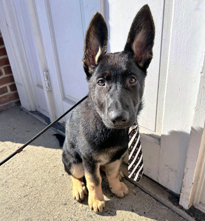 Black and tan puppy with oversized ears sitting on a doorstep wearing a striped tie outdoors on a sunny day