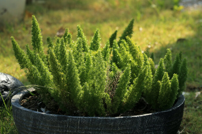 Flowerpot with foxtail fern in the garden