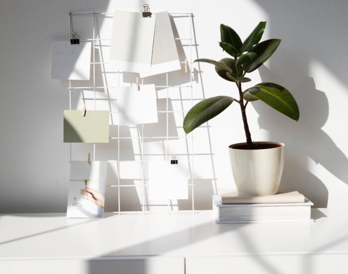 Rubber plant in a white pot