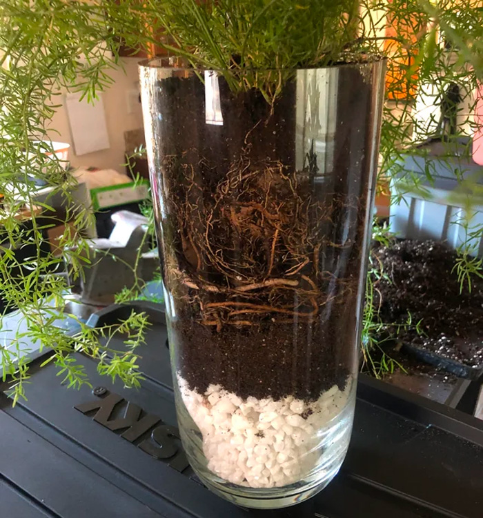 Glass pot with asparagus fern and fresh soil in it&nbsp;