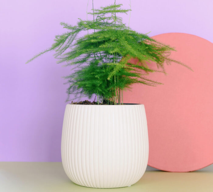 asparagus fern in a white pot
