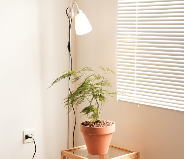Asparagus fern on a glass table under the lamp