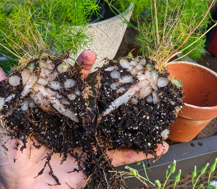 asparagus ferns divided into two pieces