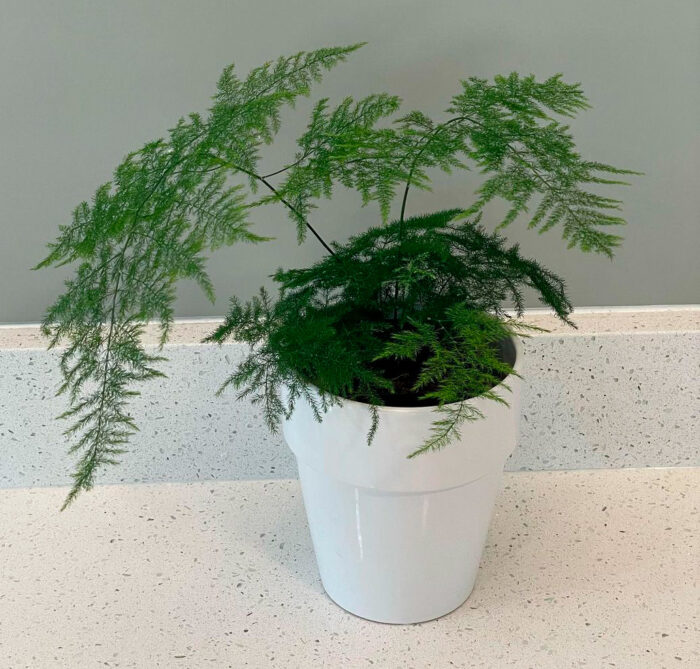 asparagus ferns in a white pot