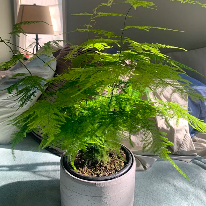 Asparagus setaceus in a grey pot