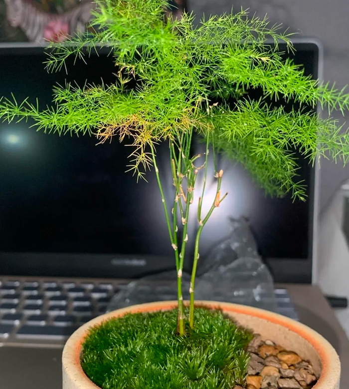 Asparagus retrofractus in a brown pot