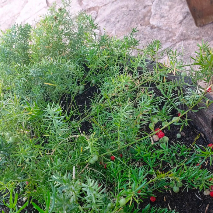 Asparagus aethiopicus with red berries