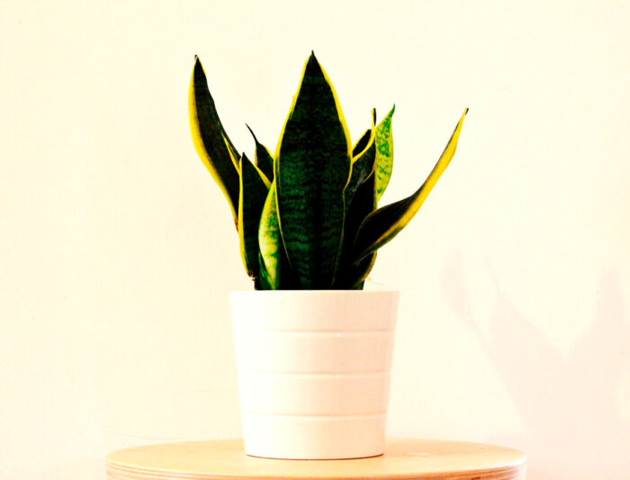 Snake plant in the pot