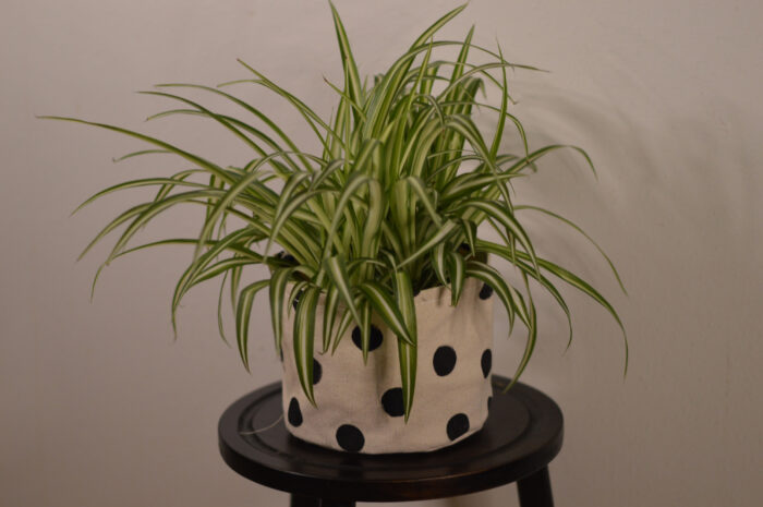 Spider plant in the pot&nbsp;