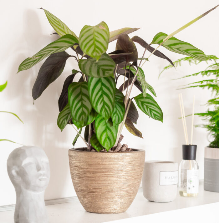 Calathea in a beige pot