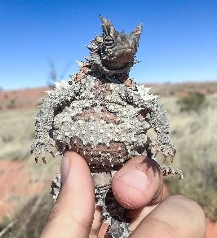 Close-up of a thorny lizard held by hand in a dry landscape, one of the unusual animals that are nightmare fuel to non-Australians.
