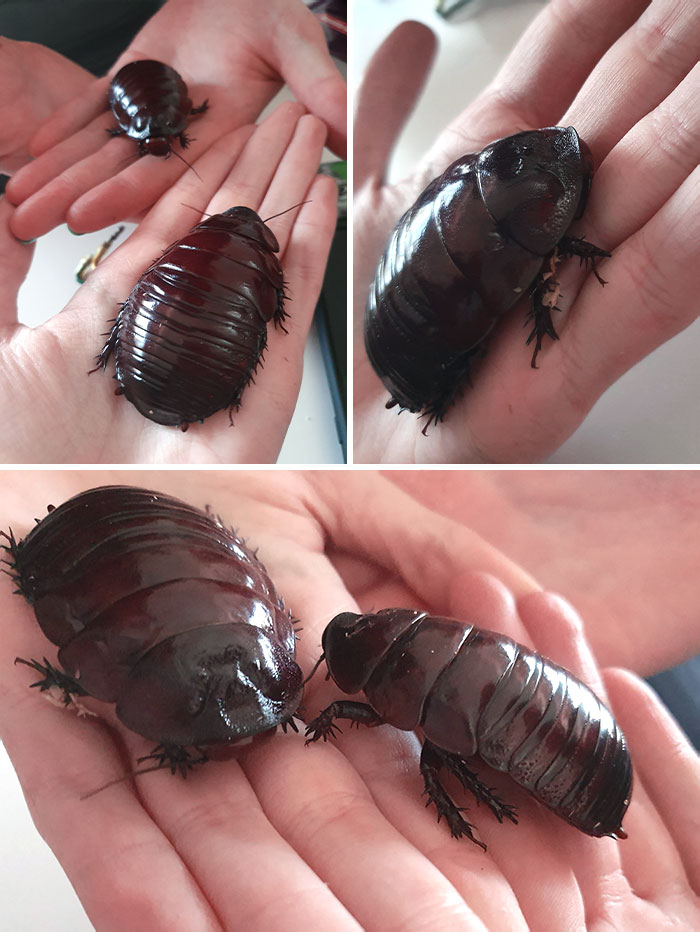 Large dark cockroach insects resting on hands, showcasing creepy animals that could be nightmare fuel to non-Australians.