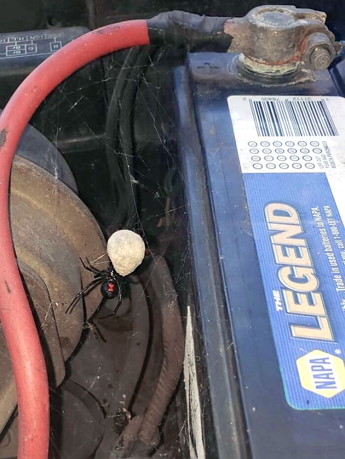 Black widow spider with egg sac on car battery near red cable, dangerous animal often nightmare fuel for non-Australians