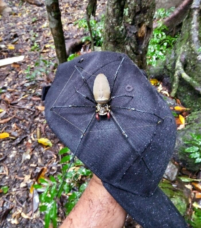 Large spider with long legs resting on a black hat held by a person in a forest, one of the nightmare fuel animals.