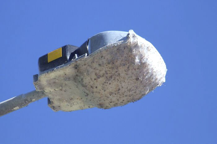 Large spider web covering a street lamp against a clear sky, showcasing a creepy animal from nightmare fuel animals.