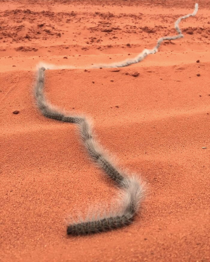Furry caterpillars crawling in a line across red desert sand, one of the animals nightmare fuel to non-Australians.