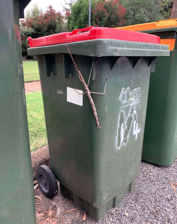 Large stick insect blending on a green trash bin, an example of animals that would be nightmare fuel to non-Australians.