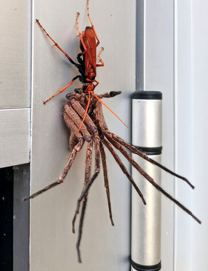 Close-up of a red wasp attacking a large spider on a gray metal surface, showing nightmare fuel animals from Australia.
