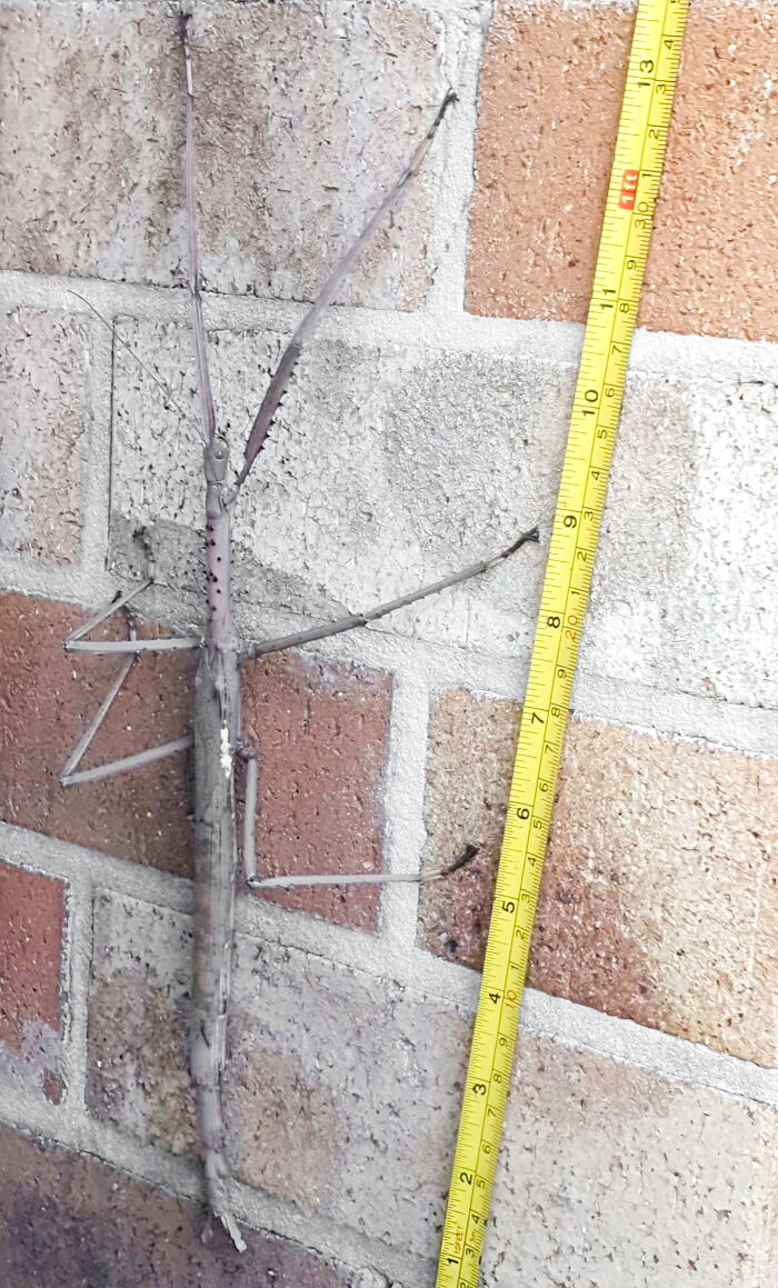 Large stick insect on a brick wall next to a measuring tape showing its length, one of the nightmare fuel animals.