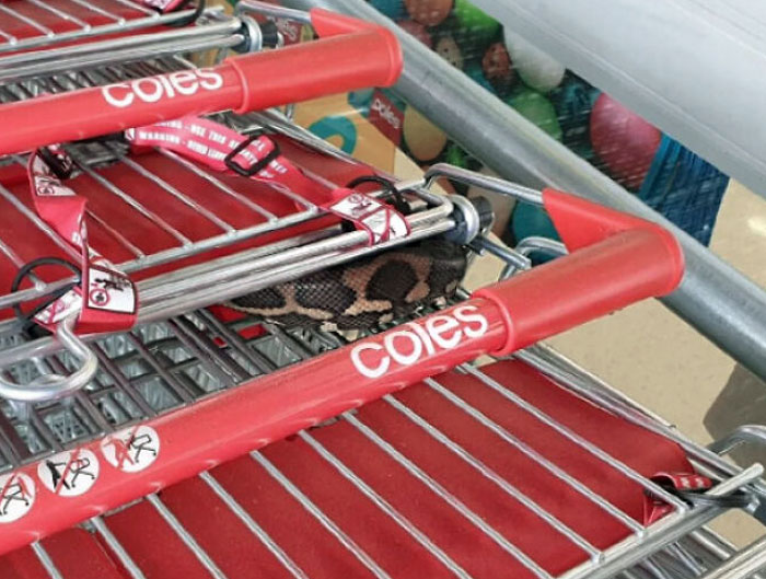 Snake hidden under red Coles shopping cart handles, an animal that could be nightmare fuel to non-Australians.