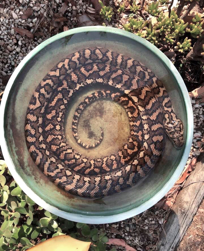 Coiled Australian snake with patterned scales resting in a round green container surrounded by plants and gravel.