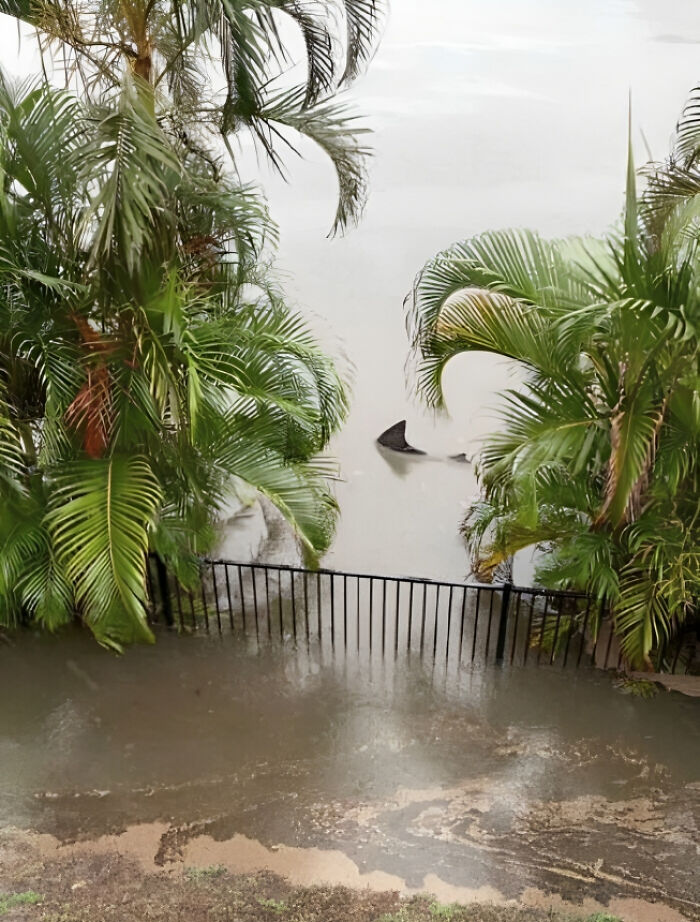 Shark fin visible near flooded area with palm trees, showcasing animals that would be nightmare fuel for non-Australians.