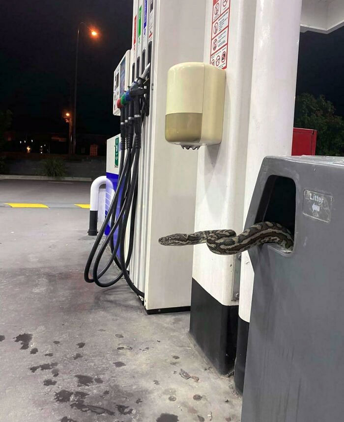 Snake emerging from a trash bin at a gas station, showcasing one of the animals that would be nightmare fuel to non-Australians.