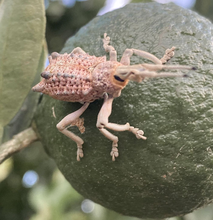 Close-up of a spiky insect on green fruit, one of the animals that would be nightmare fuel to non-Australians.